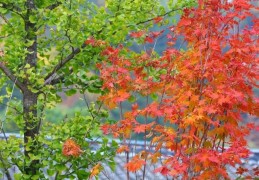 分享一下美丽的北京秋天景色